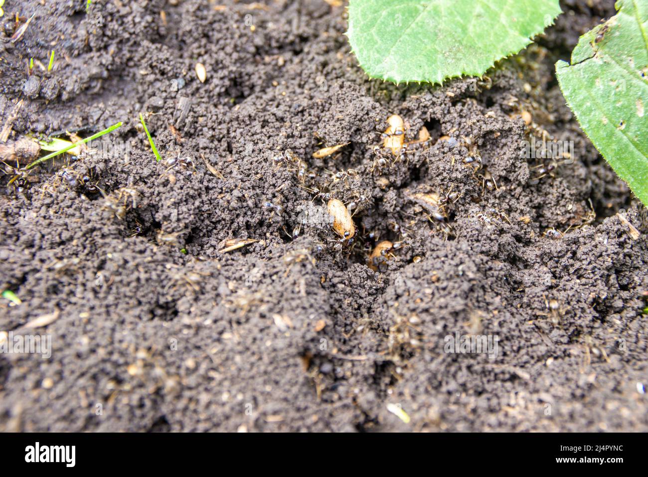 ants save eggs after the destruction of the anthill in the process of digging the beds, selective focus Stock Photo