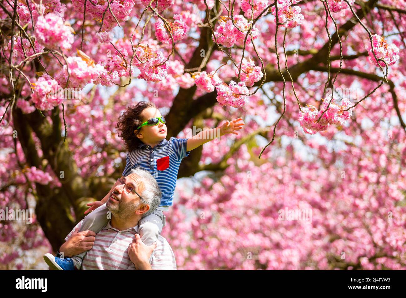 Birmingham, UK. 17th Apr, 2022. Three-year-old Isaac Stanford sits on dad Simon's shoulders to get close up with the pink tree blossom in his local park in Birmingham, UK. Credit: Peter Lopeman/Alamy Live News Stock Photo
