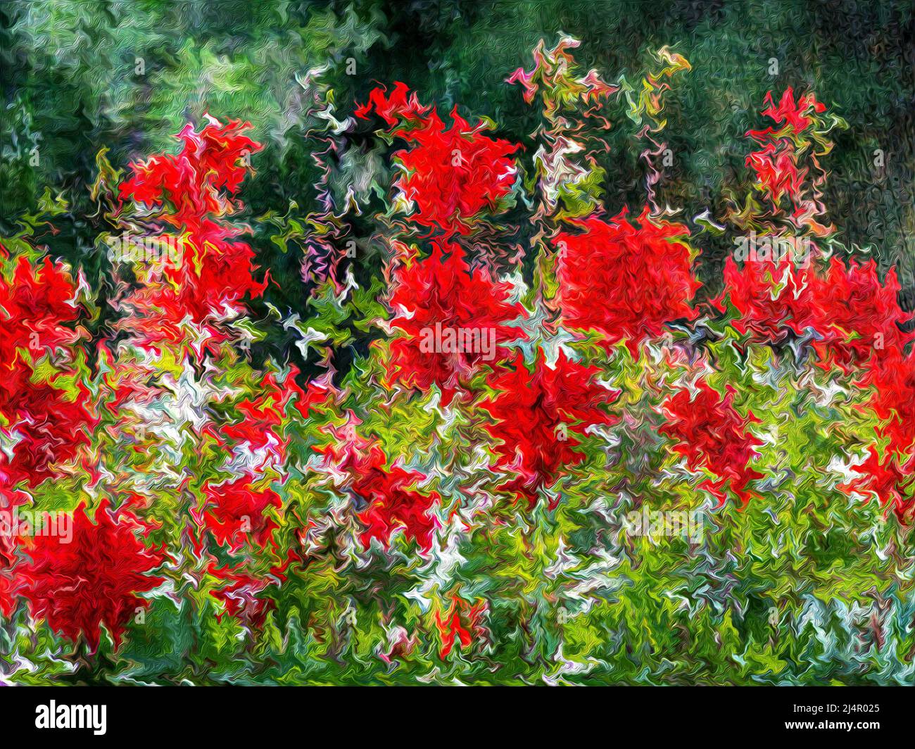 CONTEMPORARY ART Red dahlias Stock Photo Alamy