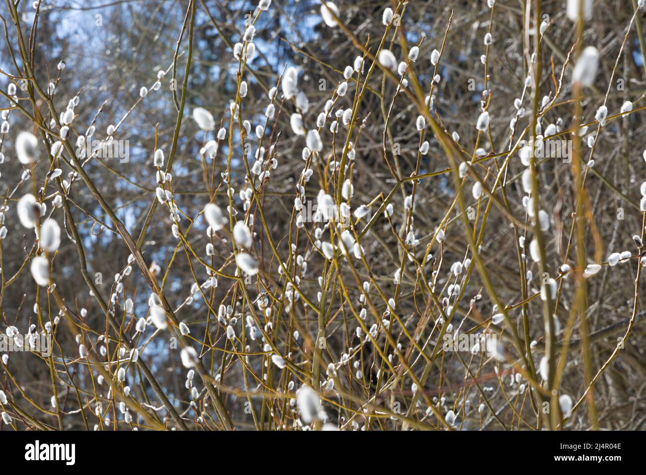 Lot of fluffy white buds on a willow bush in early spring Stock Photo
