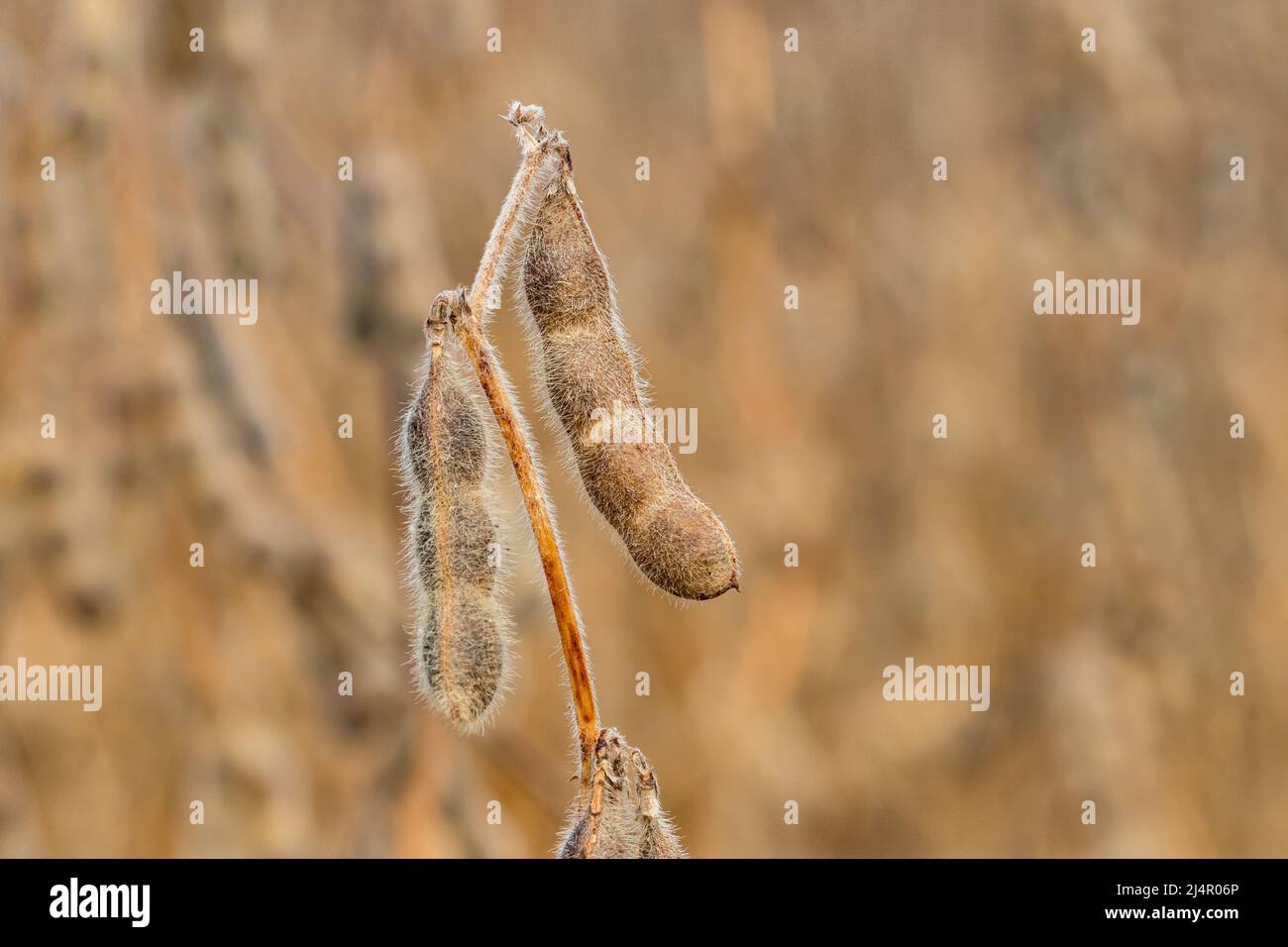 Closeup of four bean soybean pod on plant stem. Farming, agricultural science and fall harvest season concept. Stock Photo