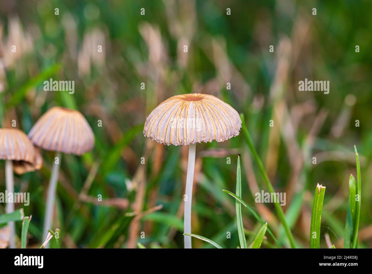 Closeup of mushrooms growing in yard. Lawn care, pet health and safety concept Stock Photo