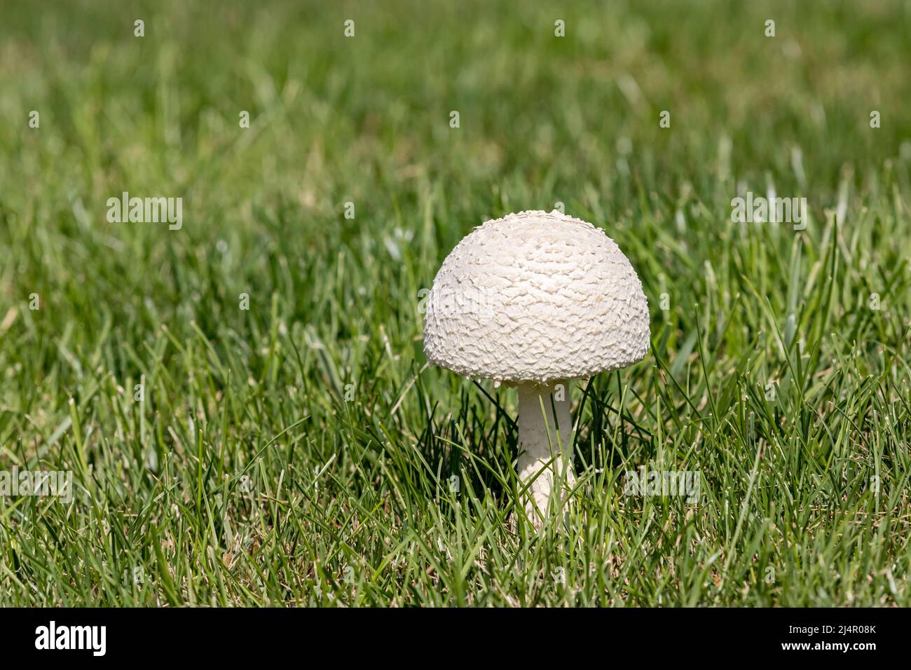 Closeup of white parasol mushroom in yard. Concept of lawn care, landscaping and poisonous mushrooms Stock Photo