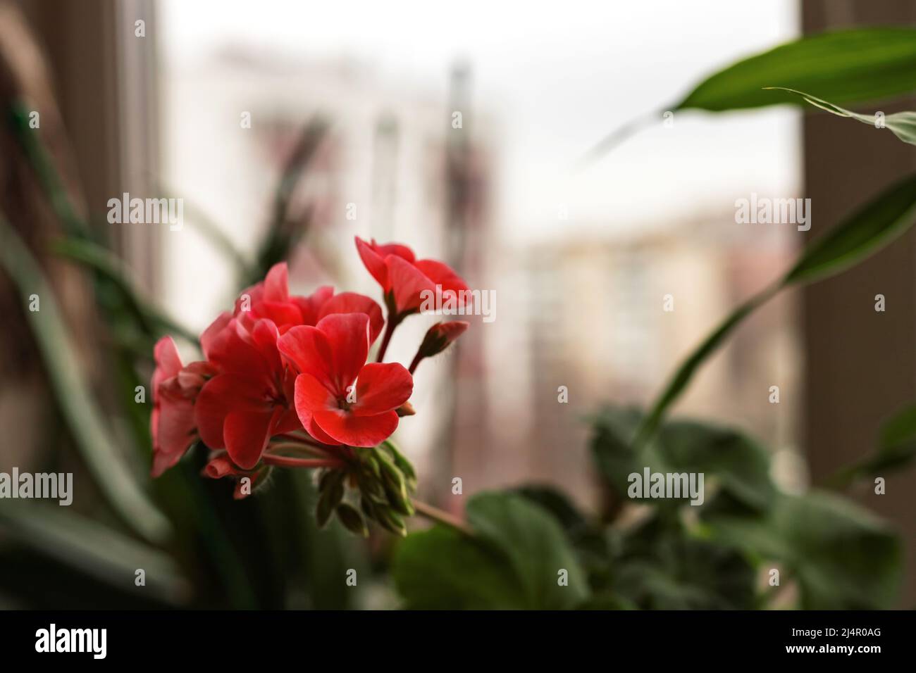 Flowering pink geranium pelargonium flower on window sill on city background among potted house plants Stock Photo