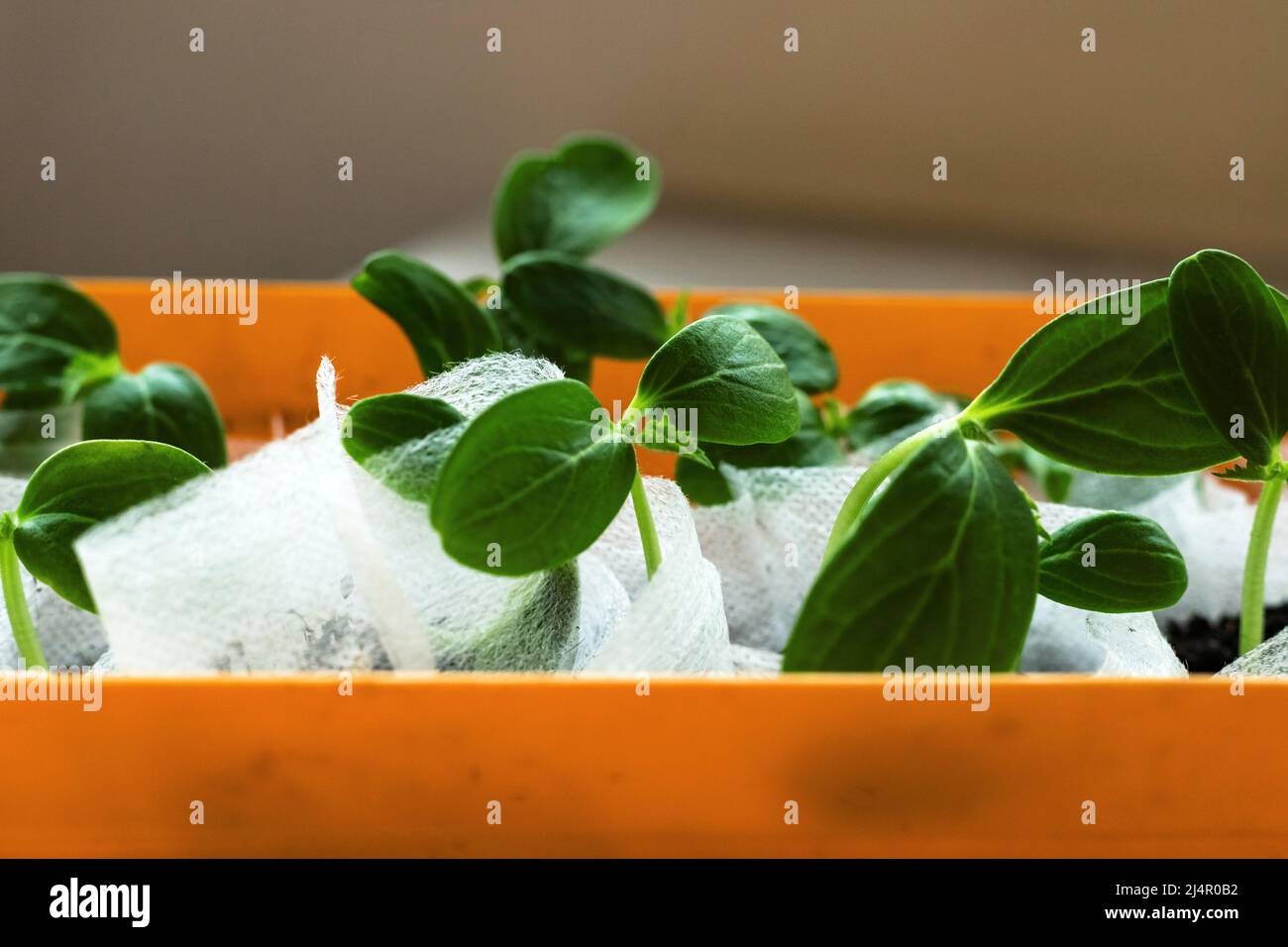 Cucumber seedling young fresh sprouts growing in white bags in orange pot. Greenhouse gardening. Stock Photo