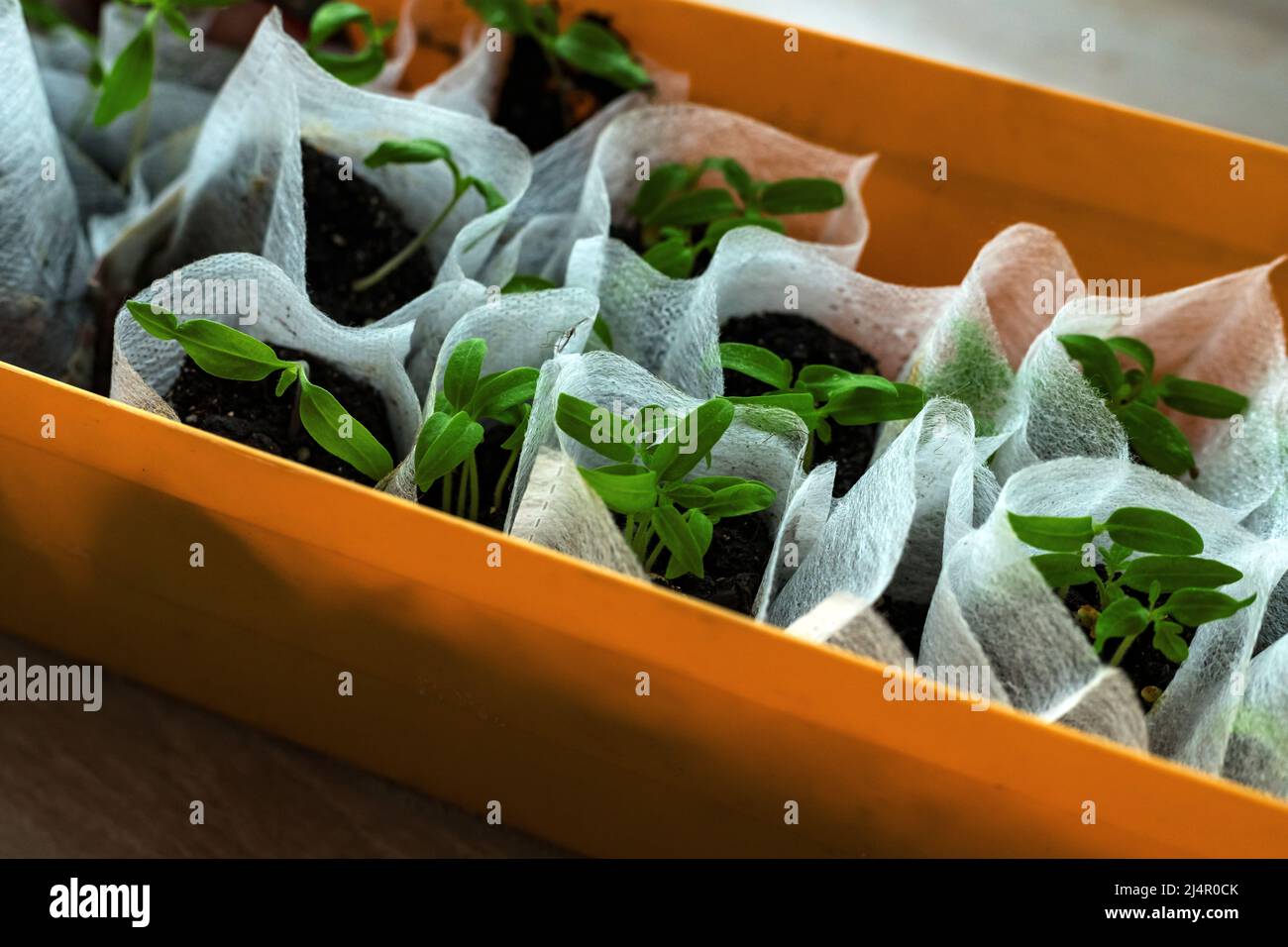 Cucumber seedling young fresh sprouts growing in white bags in orange