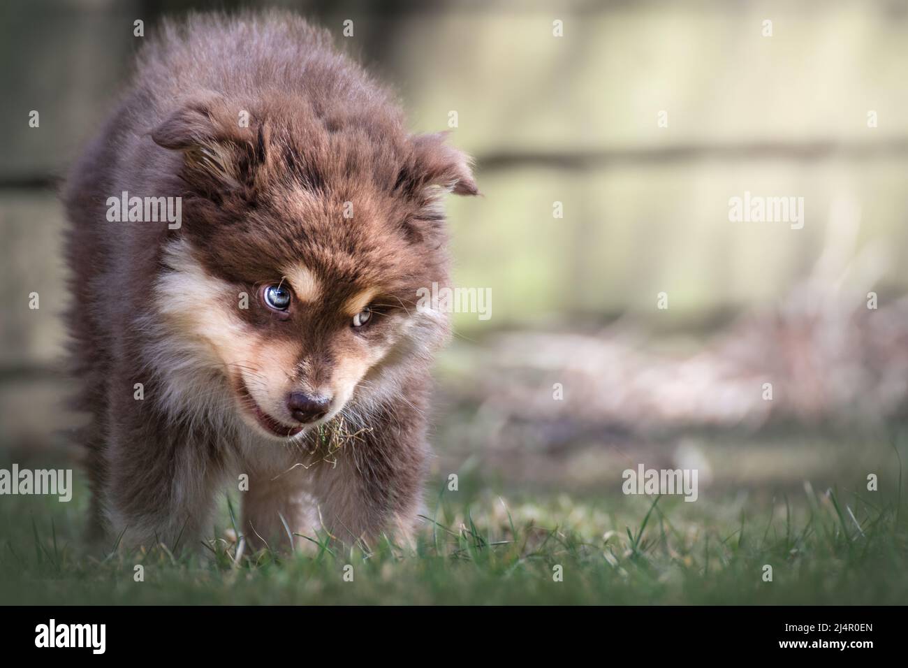 Portrait of a brown Finnish Lapphund puppy and dog outdoors Stock Photo