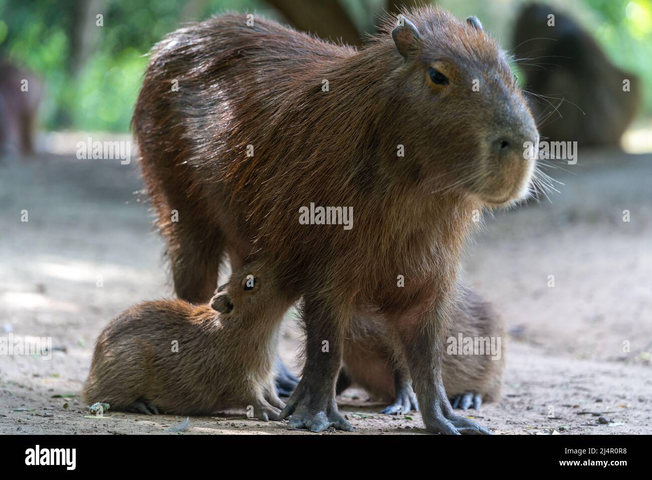 Capybara With Rondo Capybara, capybara or