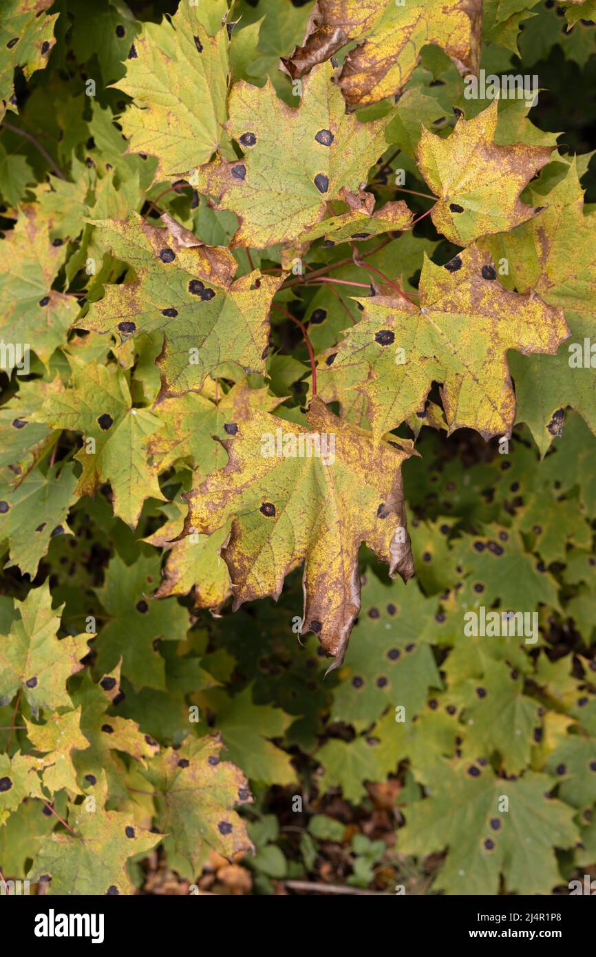 Maple leaves affected by a fungus pathogen of plants in the park area Stock Photo