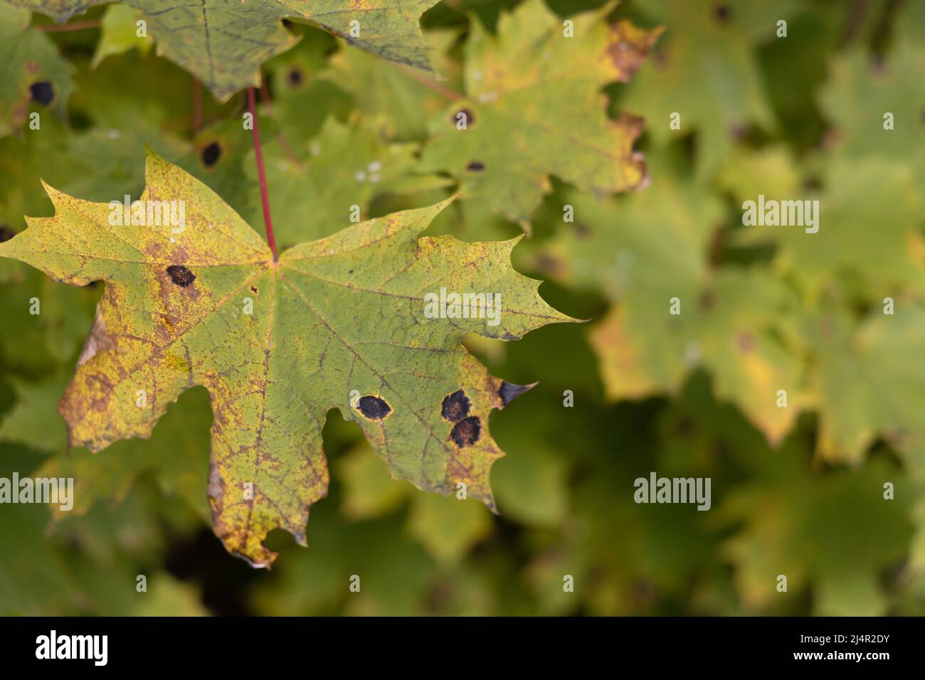 One maple leaf infected with a plant pathogen on a blurred background closeup Stock Photo