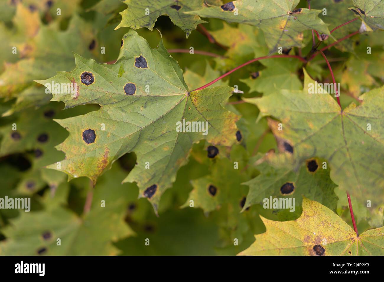 Infected maple leaf with a plant pathogen Rhytisma acerinum close-up Stock Photo
