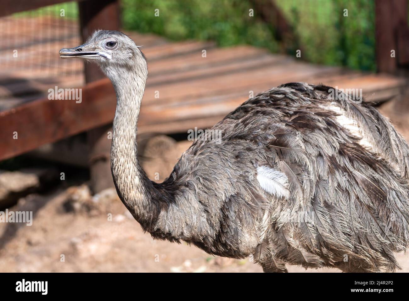 The "Ñandú" common rhea or pampas choique (Rhea americana) is a species of bird of the Rheidae family. It is found exclusively in South America. Altho Stock Photo