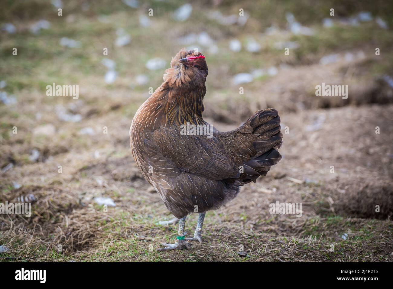Bantam Thuringian Bearded Chicken hen (Thüringer Zwerg-Barthuhn), a chicken breed from Germany Stock Photo
