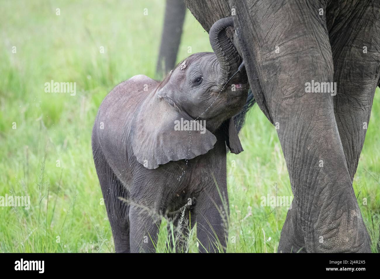 baby African elephant suckling from its mother Stock Photo