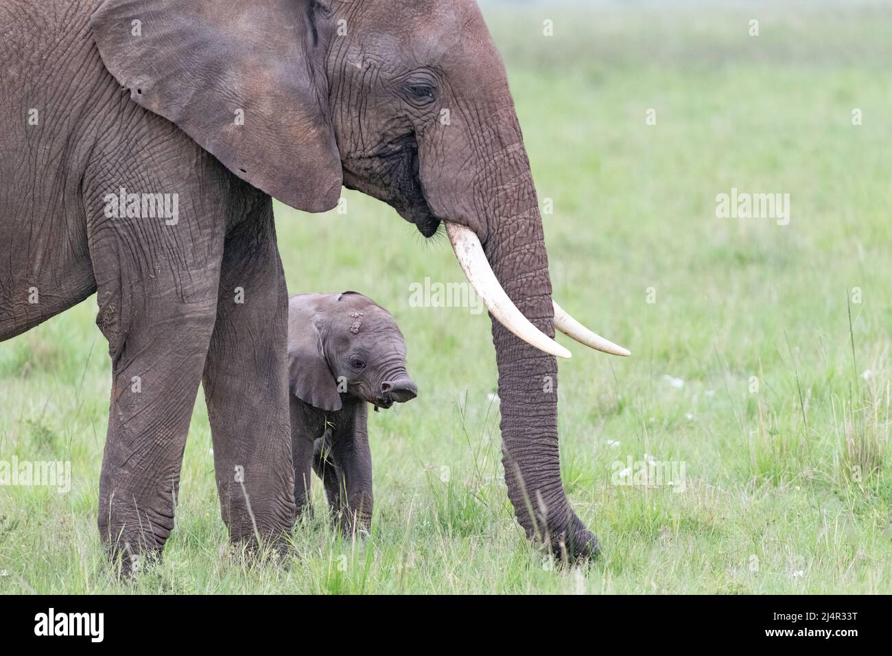 baby elephant and its mother Stock Photo