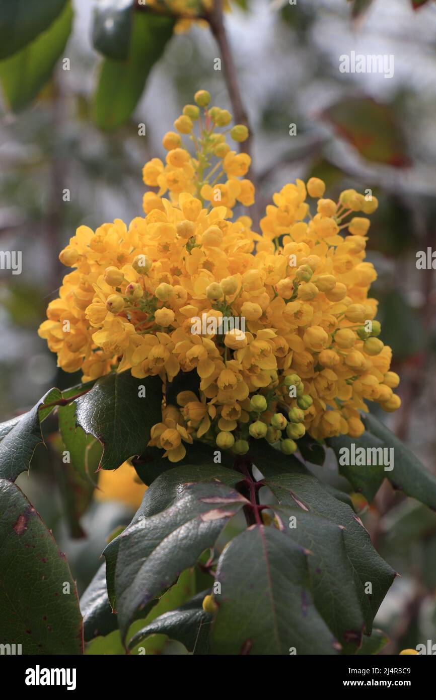 Berberis aquifolium Pursh Stock Photo