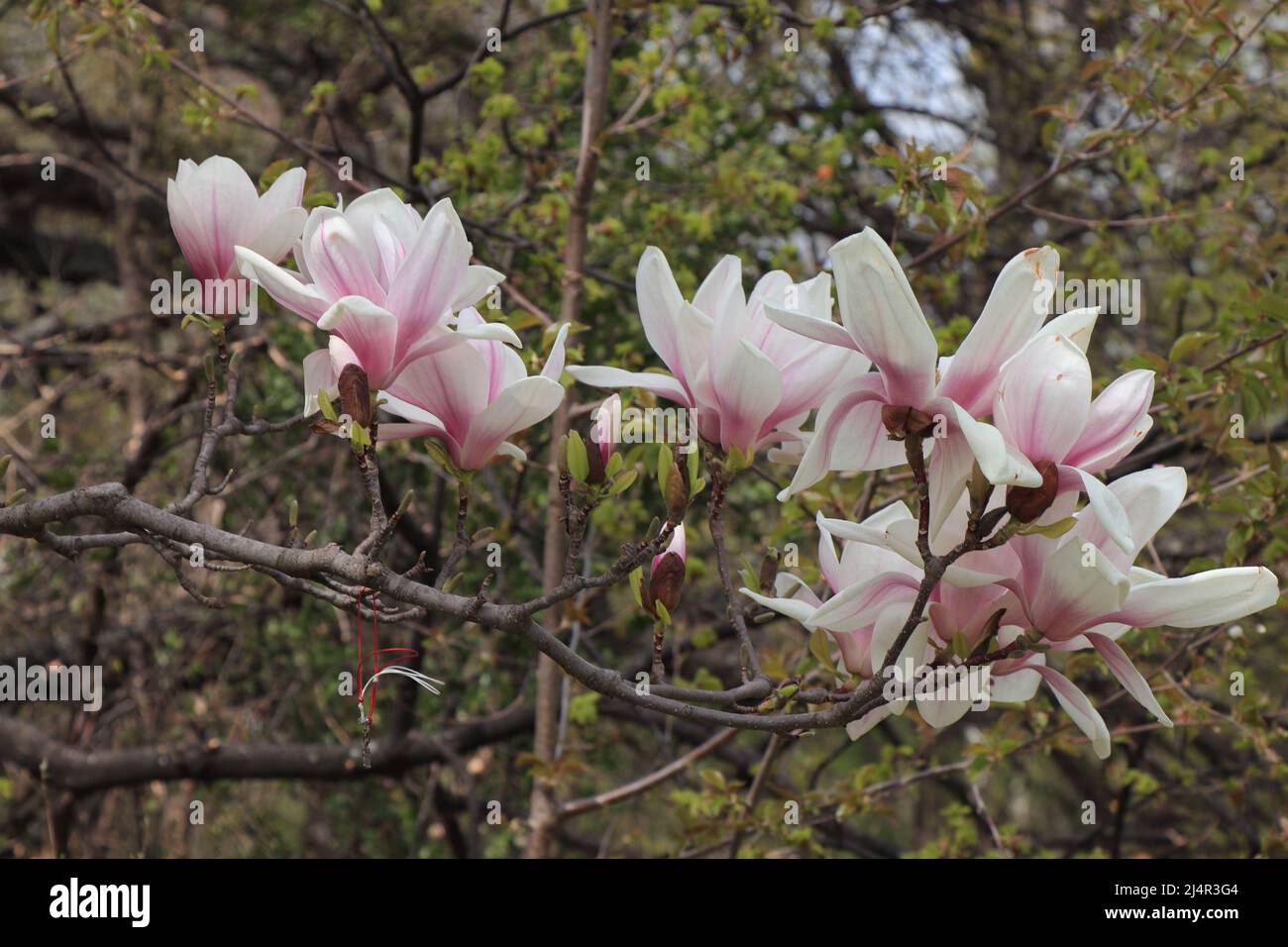 Blooming Magnolia tree in garden Stock Photo