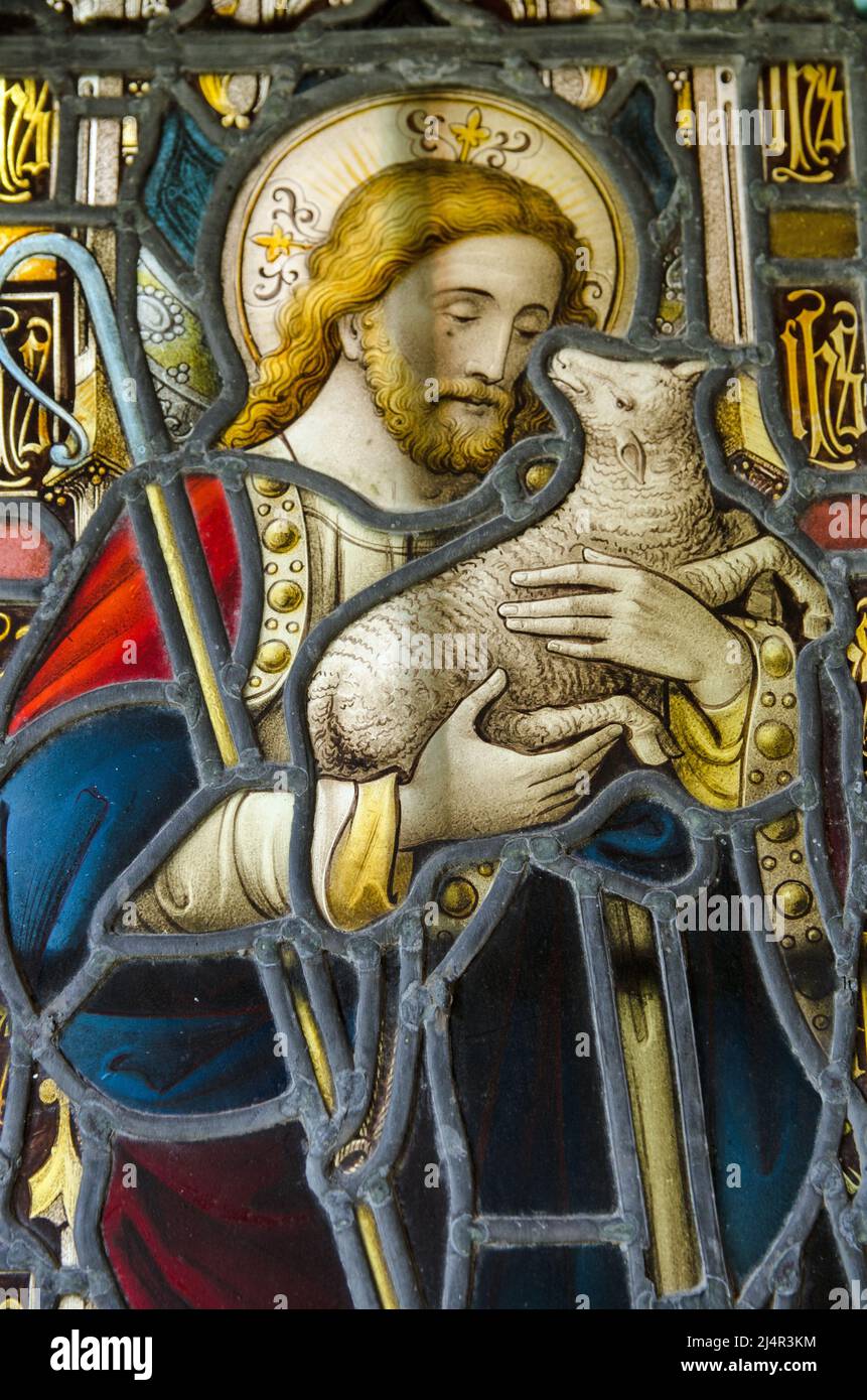 An historic, Victorian, stained glass window showing Jesus Christ carefully holding a lamb.  Exterior of an historic church, on public display over 10 Stock Photo