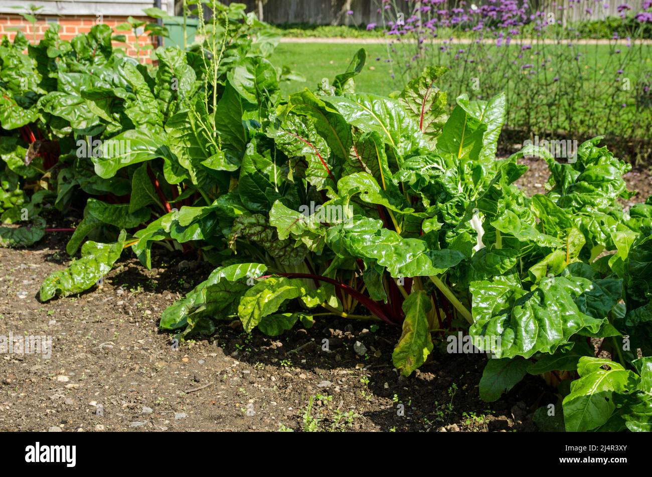 The leafy vegetable ruby chard growing in a vegetable patch in a garden viewed on a sunny day in September. Stock Photo