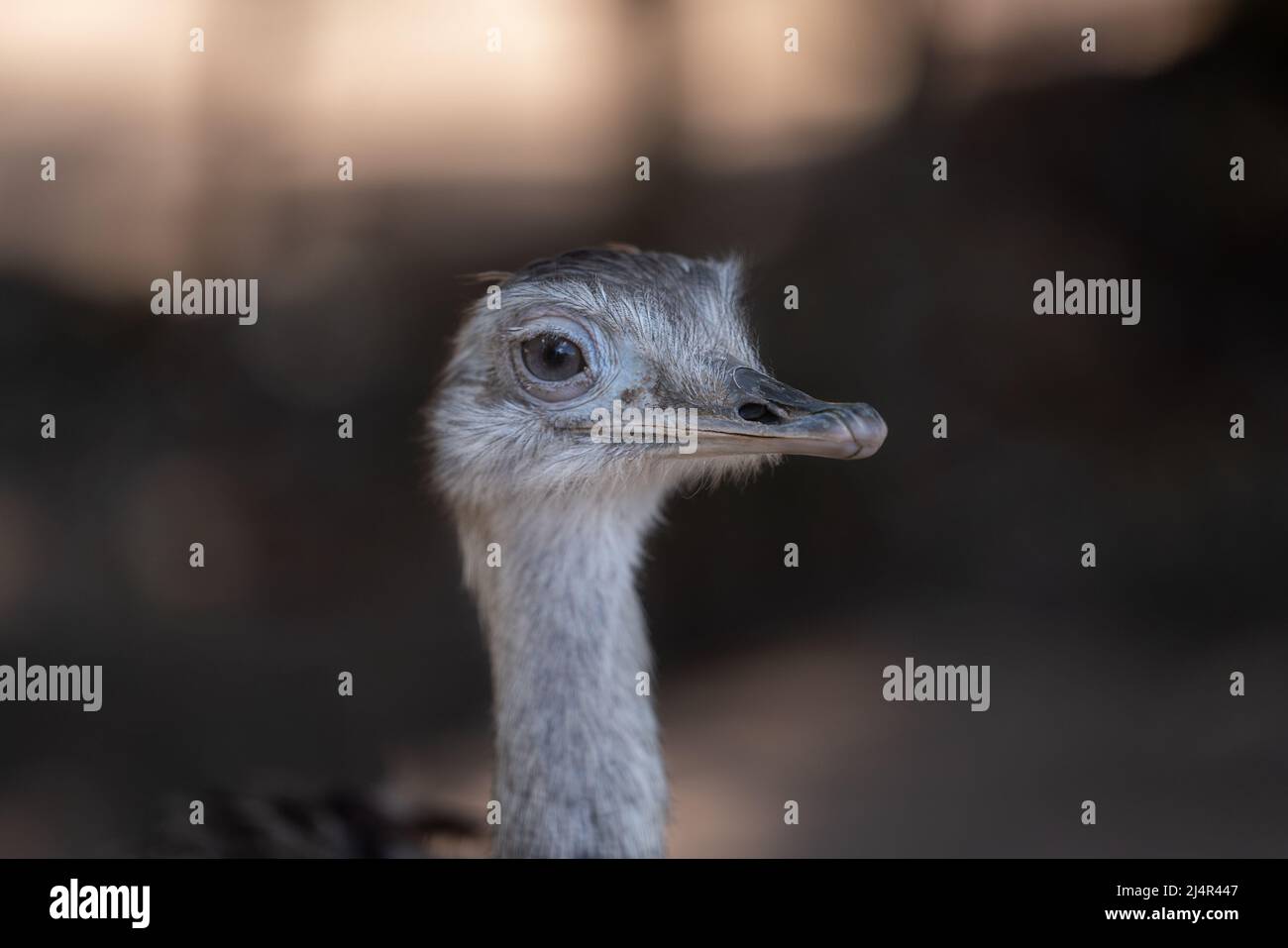 The 'Ñandú' common rhea or pampas choique (Rhea americana) is a species of bird of the Rheidae family. It is found exclusively in South America. Altho Stock Photo