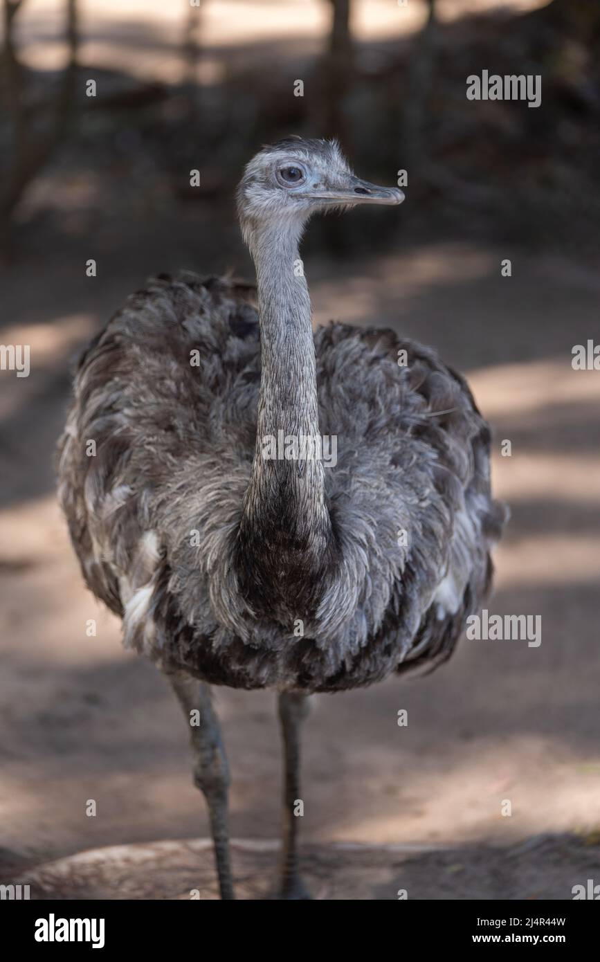 The 'Ñandú' common rhea or pampas choique (Rhea americana) is a species of bird of the Rheidae family. It is found exclusively in South America. Altho Stock Photo