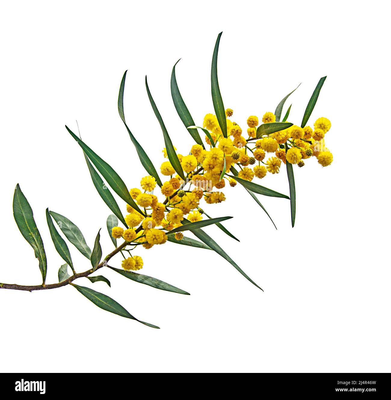 Close up of Acacia saligna Stock Photo