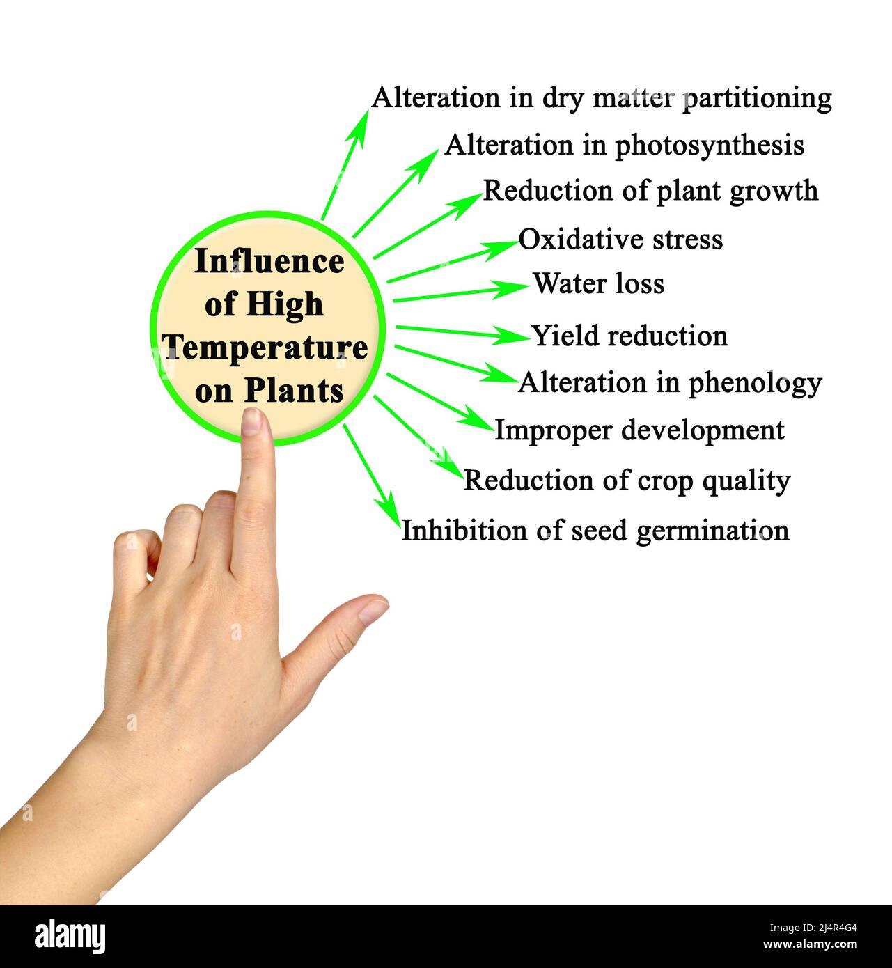 Influence of High Temperature on plants Stock Photo Alamy