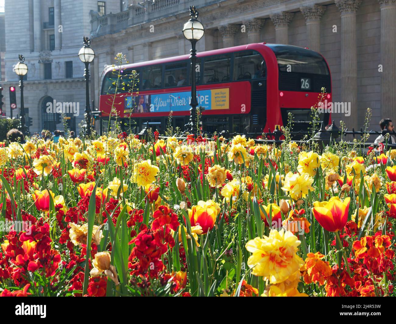 View of a London Bus stopped outside the Bank of England on a bright spring day with colourful spring flowers in the foreground Stock Photo