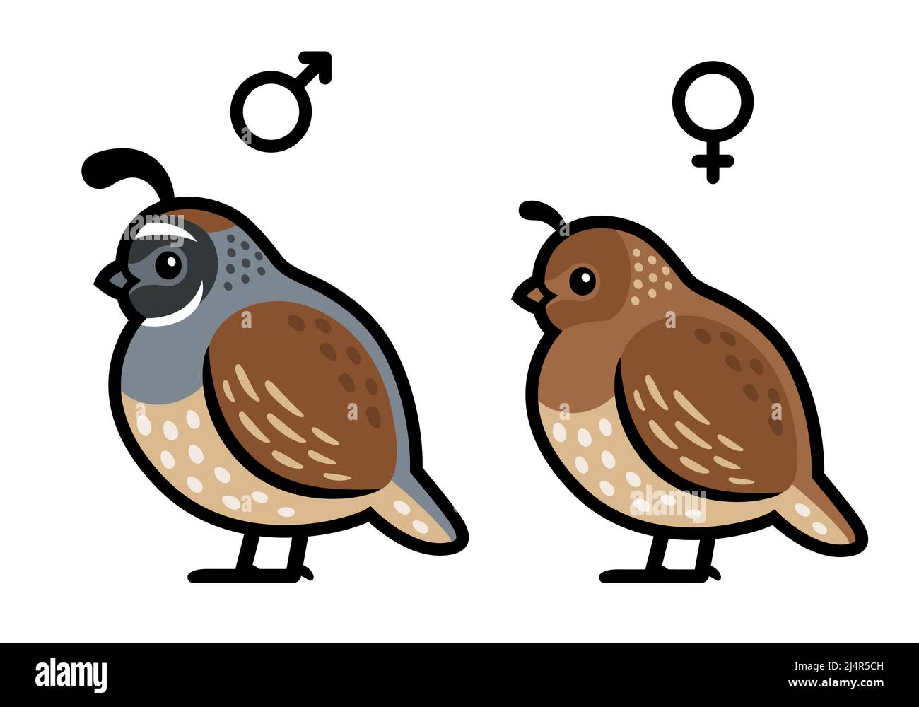 Male and Female California quail. Cute cartoon drawing, isolated vector  clip art illustration Stock Vector Image & Art - Alamy