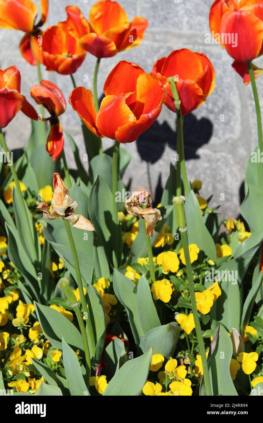 Flowers in The National Memorial for Peace and Justice Stock Photo Alamy