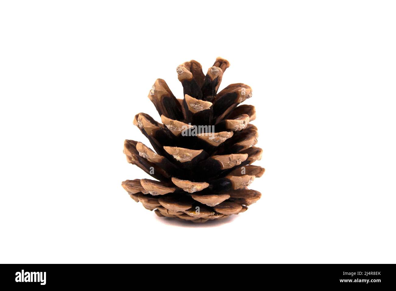 Beautiful dry pine cone isolated on a white background Stock Photo - Alamy