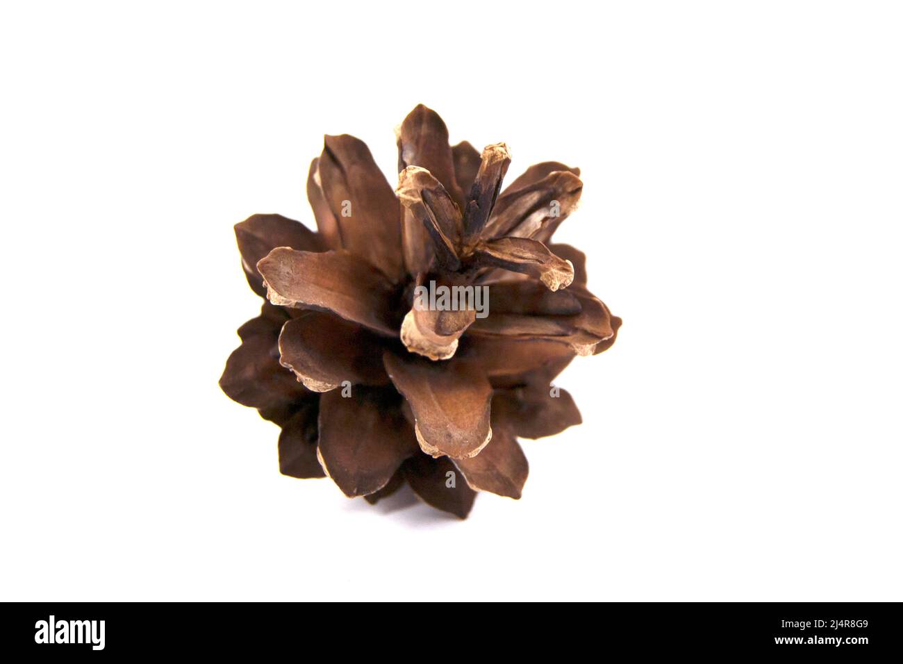 Beautiful dry pine cone isolated on a white background Stock Photo - Alamy