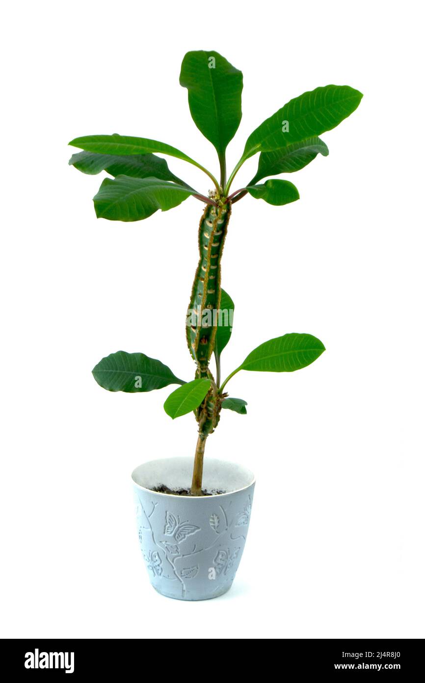 Euphorbia leuconeura home plant isolated on a white background Stock Photo