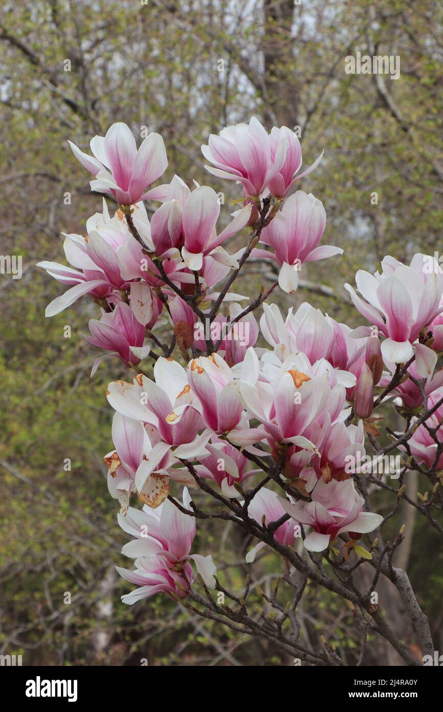 Tree blooming in garden nature hi-res stock photography and images - Alamy
