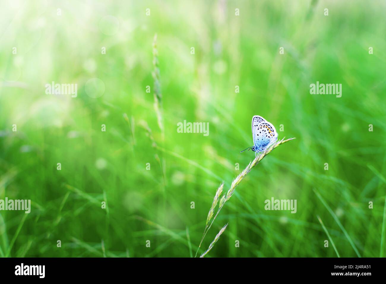 The blue butterfly Plebejus argus rests and sits on the grass against a blurred green background in the sun. Common small blue butterfly in its Stock Photo