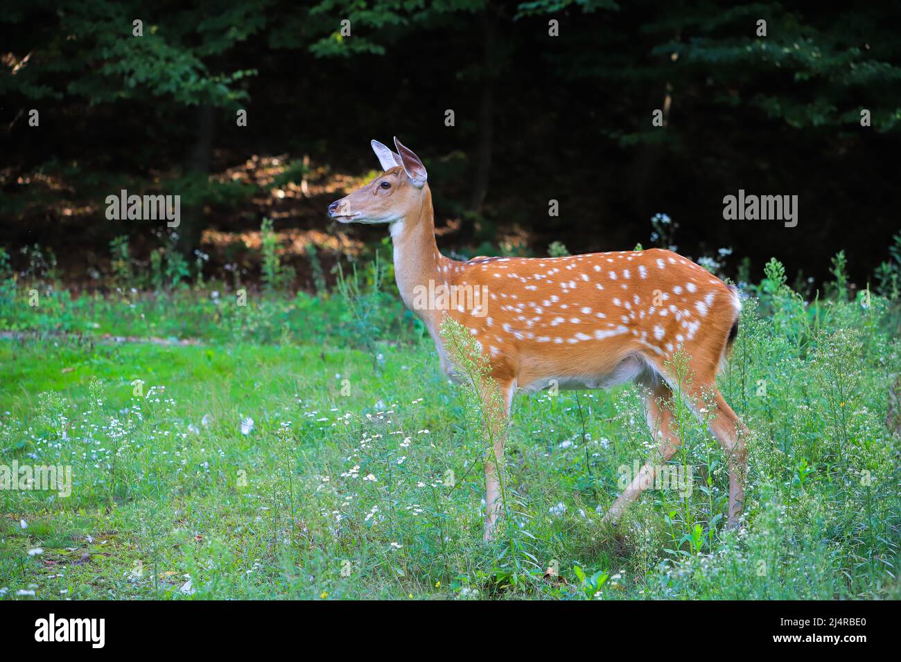 One young deer Stock Photo Alamy
