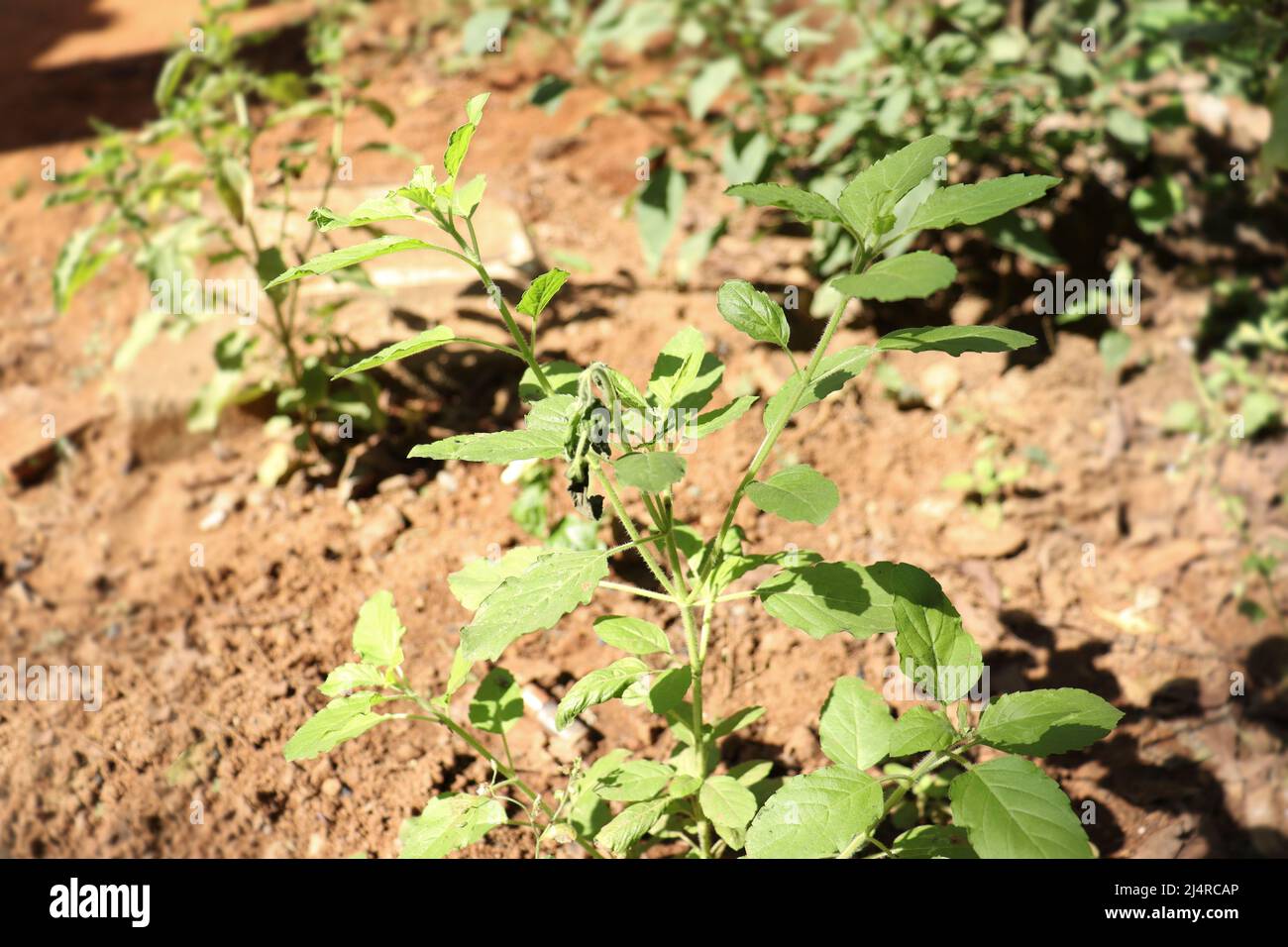 Hindi Name Tulsi English Name Holy Basil Latin Name Ocimum sactum