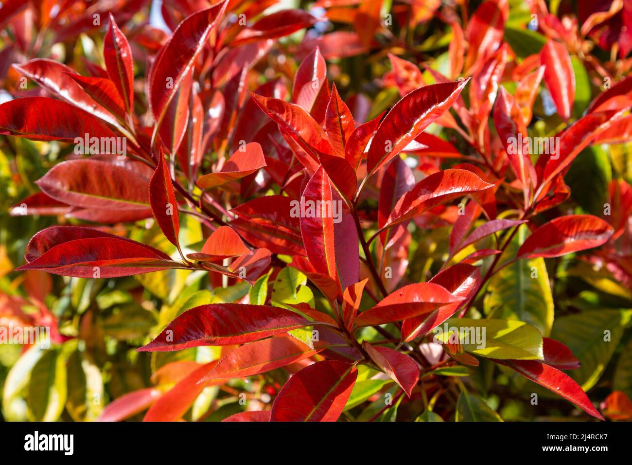 Photinia red robin plant, new leaves, uk garden Stock Photo