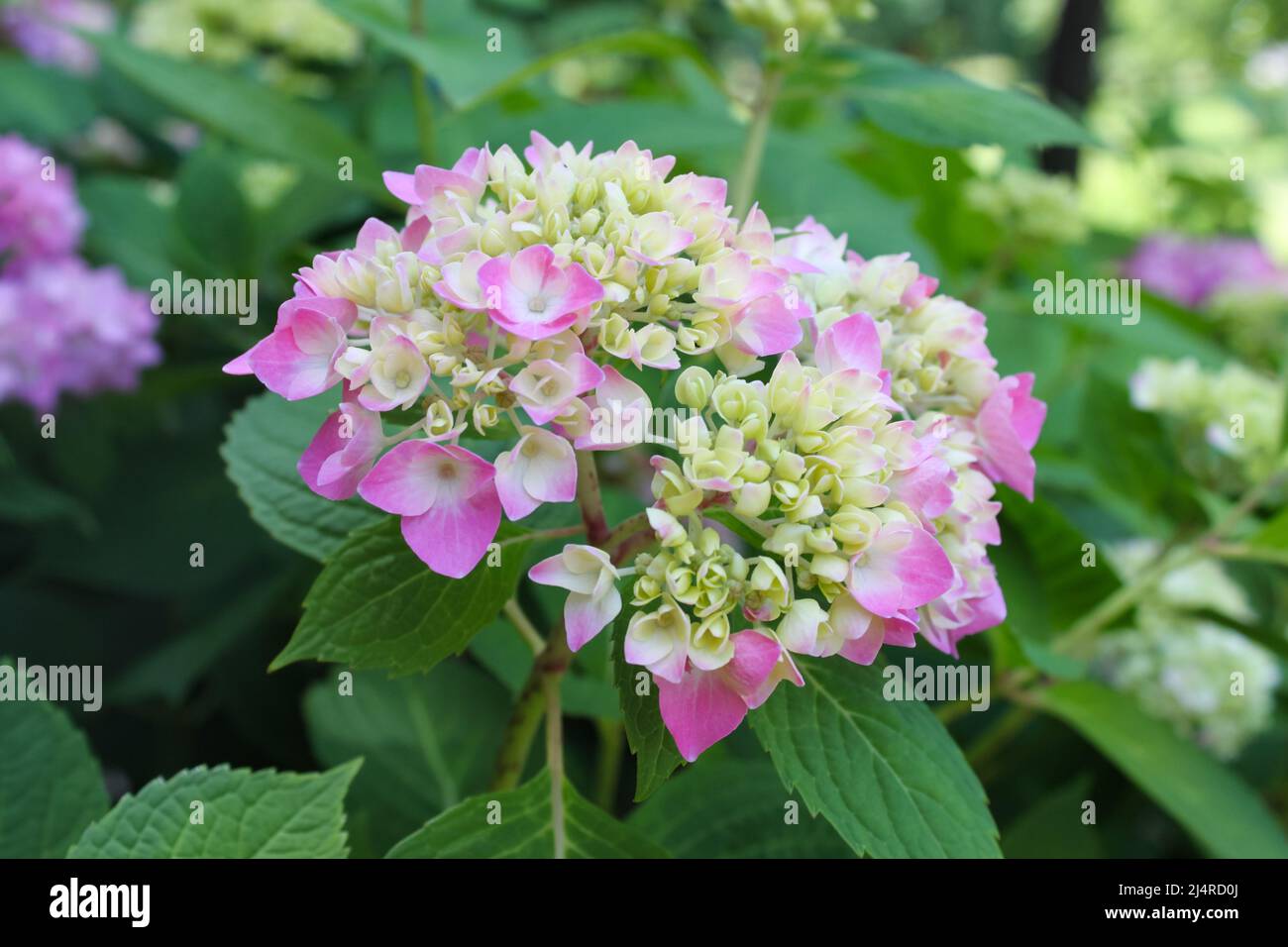 Beautiful purple pink hydrangea just starting to bloom against background of blurred green leaves Stock Photo