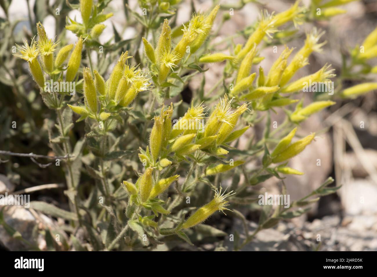 Green flowering cyme inflorescences of Silene Parishii, Caryophyllaceae, native perennial deciduous herb in the San Bernardino Mountains, Summer. Stock Photo
