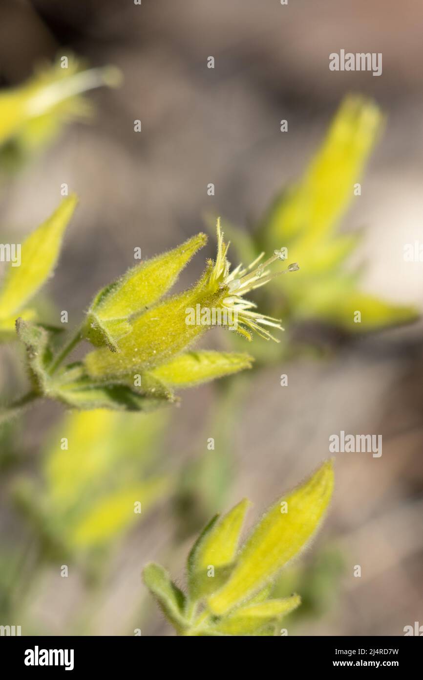 Green flowering cyme inflorescences of Silene Parishii, Caryophyllaceae, native perennial deciduous herb in the San Bernardino Mountains, Summer. Stock Photo