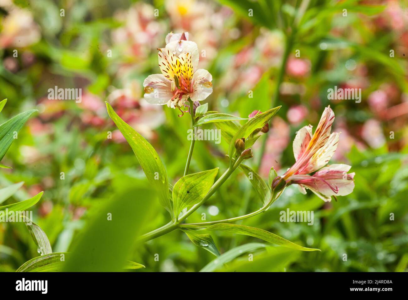 Alstroemeria - Beautiful flower also known as astromelia or lily of Peru  Stock Photo - Alamy