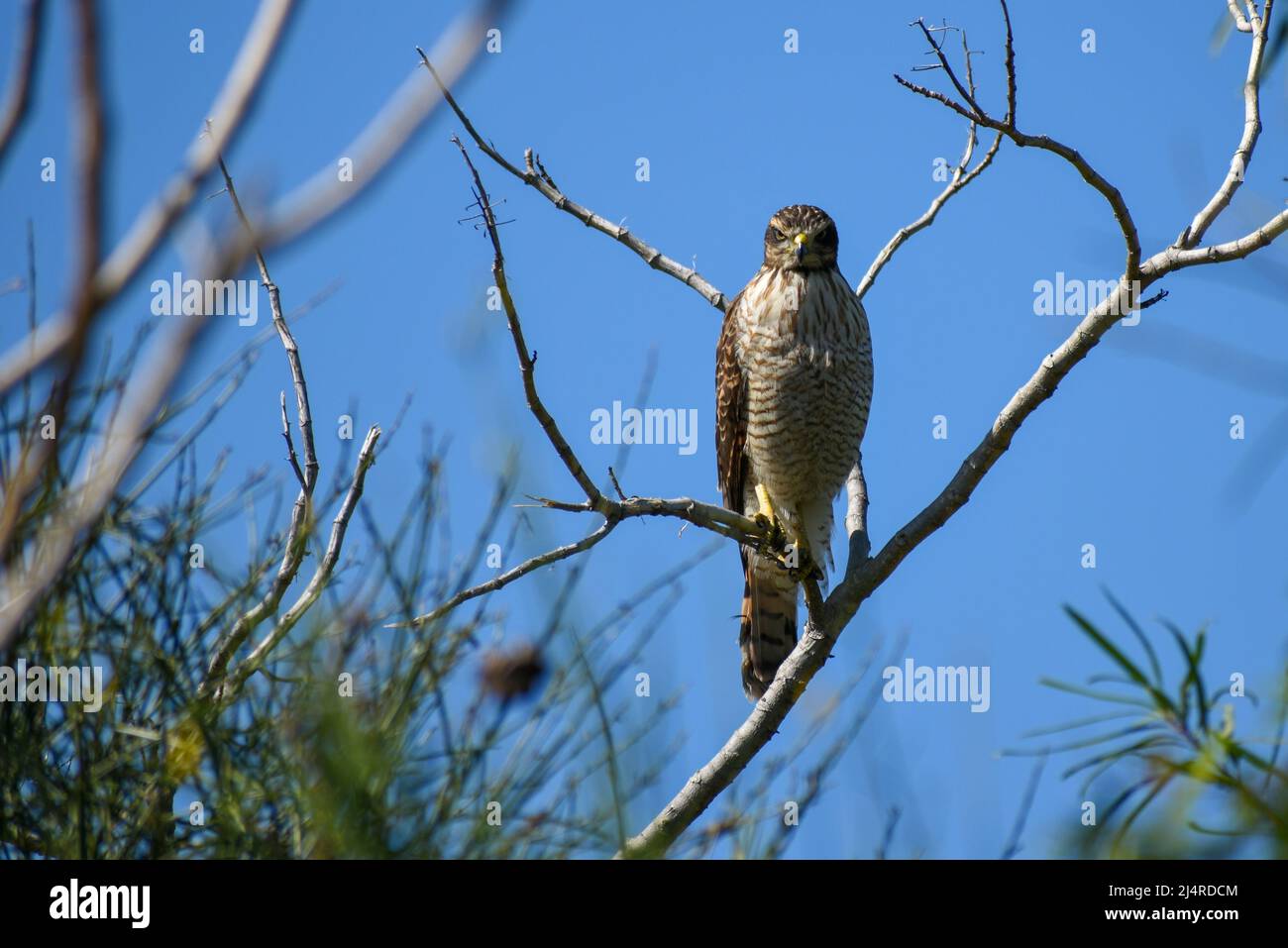 mean-looking roadside hawk (Rupornis magnirostris) perching in a bush Stock Photo