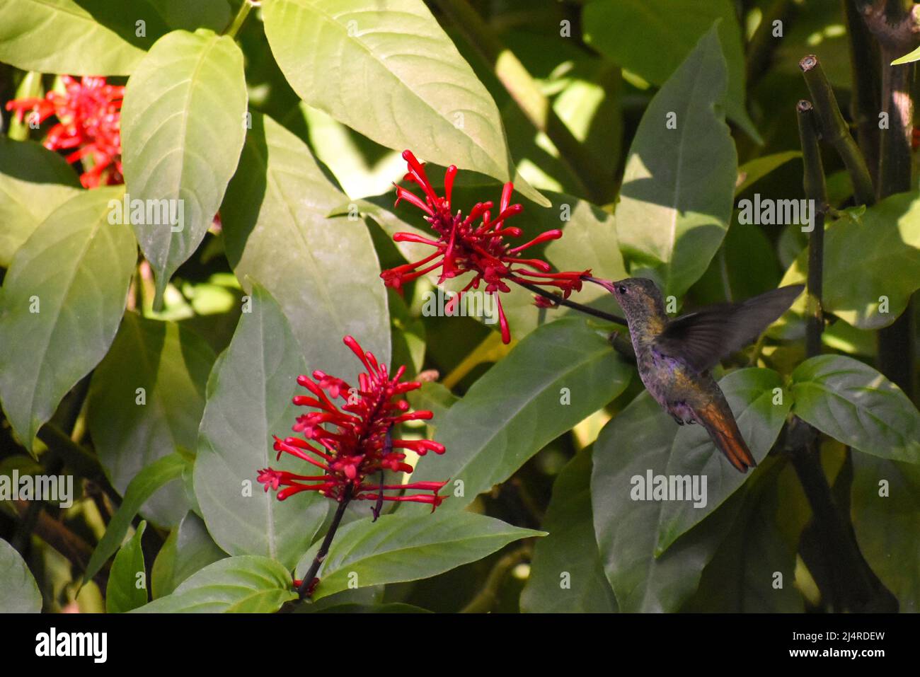 gilded sapphire (Hylocharis chrysura), also known as the gilded hummingbird, seen in Buenos Aires city Stock Photo