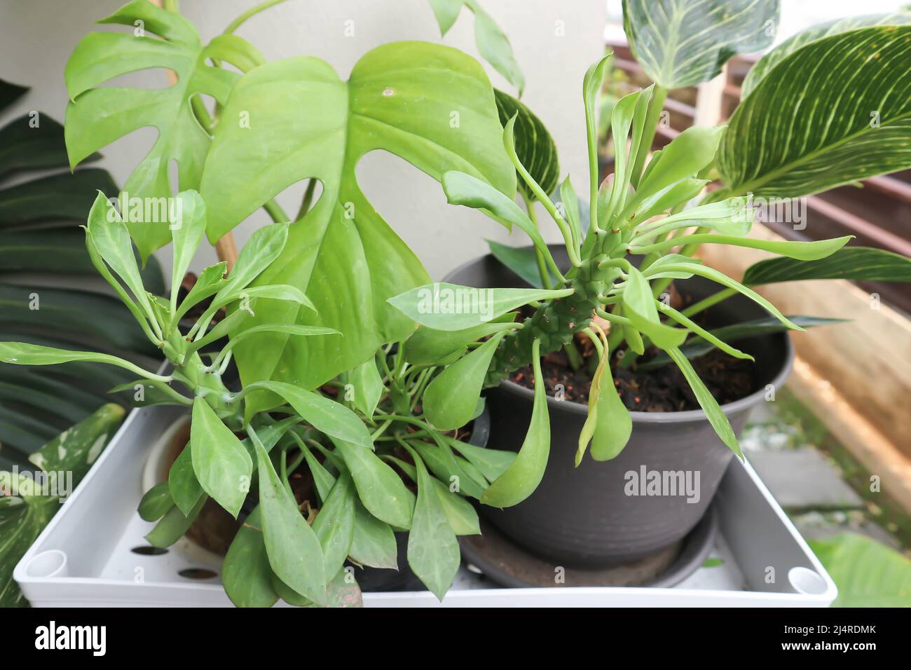 Monadenium, Euphorbia ritchiei or EUPHORBIACEAE plant Stock Photo