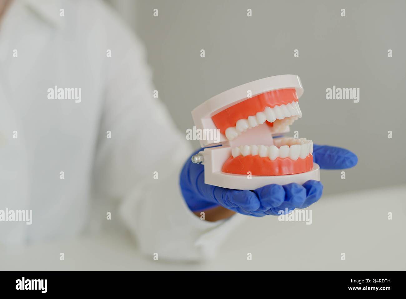 Woman dentist orthodontist in white lab coat holding jaw tooth model in