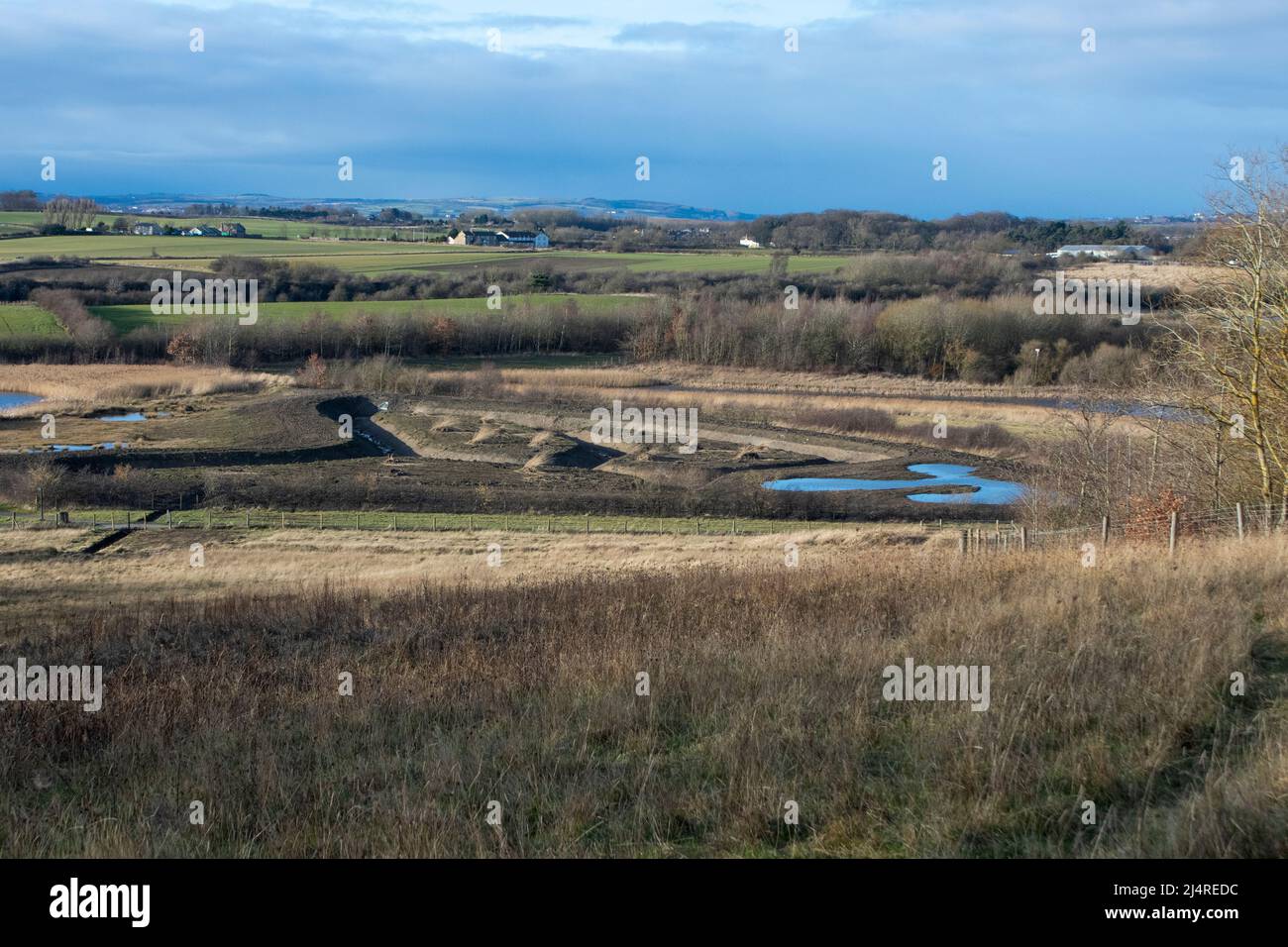New reed bed at Rainton Meadows NR Stock Photo