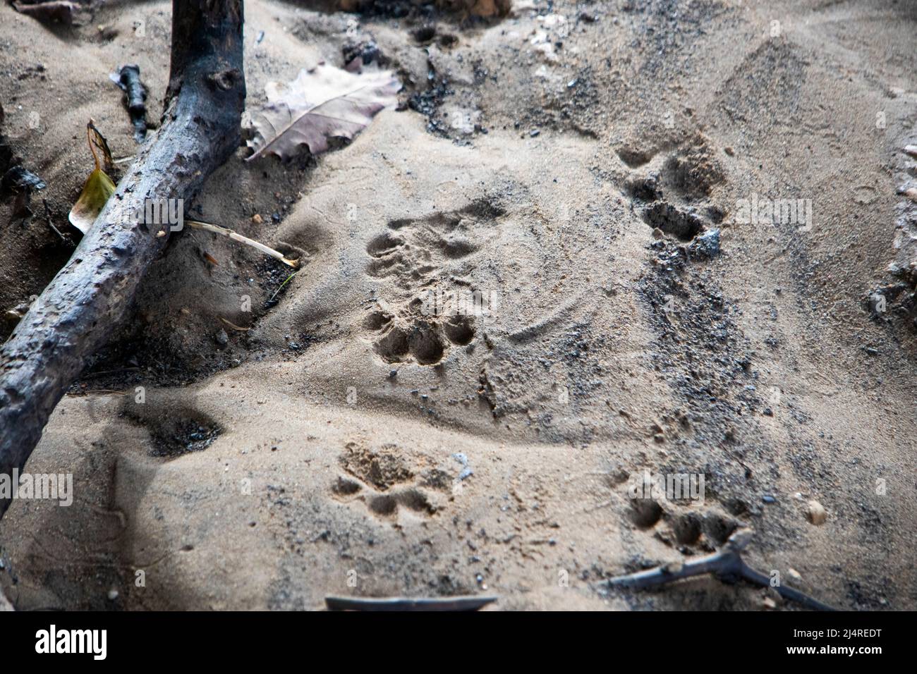 Otter tracks in sand Stock Photo - Alamy