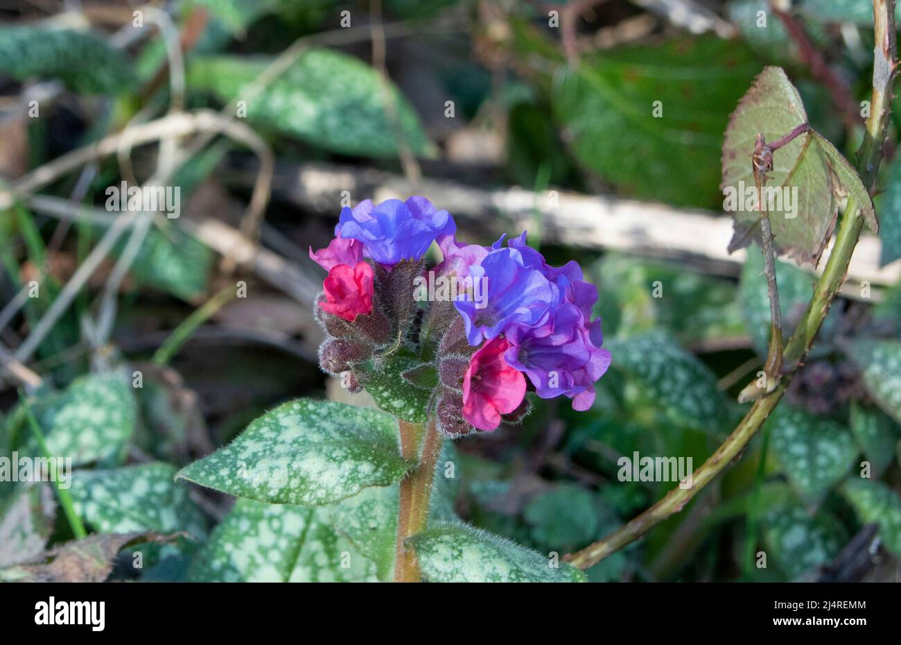 Lungwort flowers in early spring Stock Photo