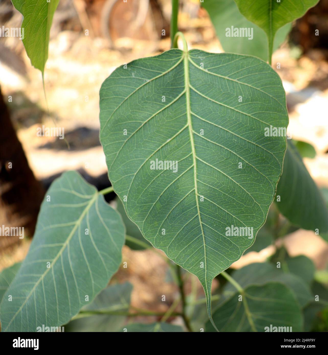 Sacred fig Tree leaf (Ficus religiosa)plant leaf. with blur background Stock Photo